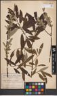 Foto von Salix caprea L. x Salix viminalis L.